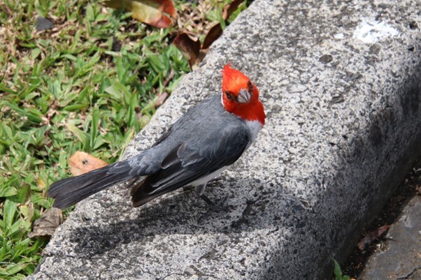 鮮やかな赤い頭の鳥。色は違うが、メジャーリーグ「カージナルス」の鳥と同じ種類。