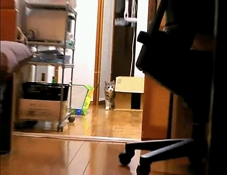 公式パートナーのlowdope氏の猫、モアレが特技である「だるまさんが転んだ」を披露した動画。海外でもninja cat、stalking catとして知られる。日本発の動画のなかでお気に入り登録回数が2番目に多い。