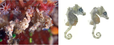 　Satomi's Pygmy Seahorse（Hippocampus satomiae）は、最も小さいタツノオトシゴで、全長0.45インチ（約1.37cm）。ボルネオ島で発見。