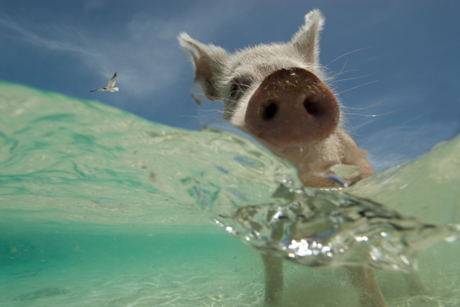 　学生部門の1位は、Neil Hammerschlagさん撮影のこの写真。バハマで地元漁師からおいしい施し物を得ようとしている子豚。