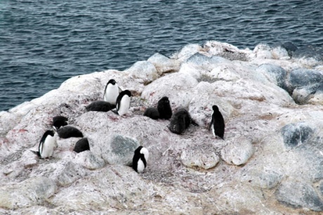 　全米科学財団 （National Science Foundation：NSF）によると、南極大陸のロイド岬に生息するアデリーペンギンのコロニーの数が大幅に減少してきているという。