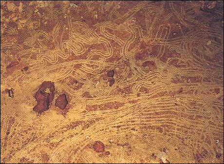 　紀元前3万年ほど前にクロマニョン人が洞くつに描いた最古のオーロラの絵。