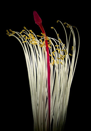　実体顕微鏡を用いて10倍の倍率で撮影したシャコバサボテンの花。チェコのViktor Sykoraさんが撮影。

　Nikon Small Worldの全受賞作品はこちらを参照されたい。

　2009年のコンテストのエントリは2009年4月30日が期限となっている。