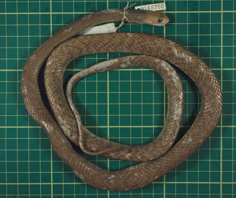 　Oxyuranus temporalisは、今まで発見されたヘビの中で最も毒性の強い種の可能性がある。このヘビに最も近い2種が、世界で最も毒性の強い毒ヘビランキングで1位と3位にランクされている。