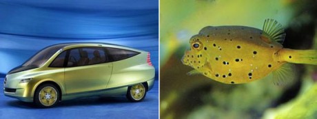 　2005年、DaimlerChryslerは熱帯魚のハコフグに着想を得たコンセプトカーを発表した。ハコフグが生息するサンゴ礁や礁湖では、スピードと敏捷性がないと生き残れない。エンジニアと科学者のチームは、ハコフグの筋肉組織と立方体の形状をヒントにして、空気抵抗が低く、敏捷性と安全なボディを備えた自動車を開発した。同社は、このコンセプトカーは、現行のコンパクトカーより抵抗係数が65％以上も低くなっているとしている。