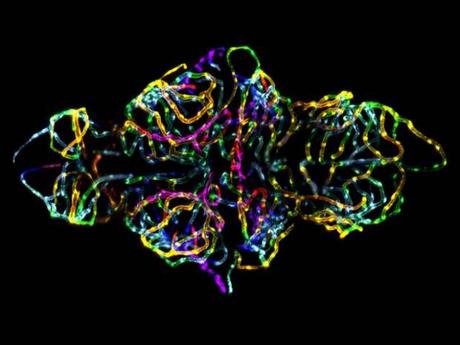 　20倍に拡大した、ゼブラフィッシュ生体胚の血液脳関門。この見事な細部をとらえた画像は、テネシー州メンフィスの聖ジュード小児研究病院に所属するJennifer L. Peters博士とMichael R. Taylor博士が撮影した。

　この画像は、2012年のNikon International Small World Photomicrography Competitionで第1位を獲得した。
