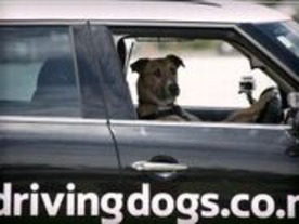 犬が車を運転--ニュージーランドで動画が公開