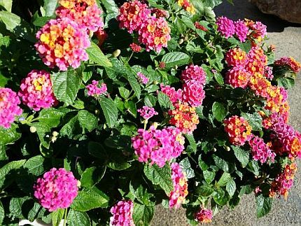 屋外で撮影した花の色も鮮やかだ。