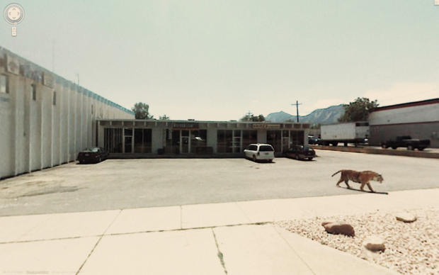 　コロラド州ボルダーのValmont Road3081番地。トラが放し飼いになっているように見えるが、実際にはそんなことはなく、客引きのために置かれたグラスファイバー製の置き物である。同じ場所の現在のStreet Viewには、もう写っていない。