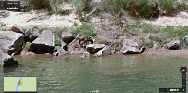 　GoogleのStreet Viewトレッカーは、現地に生息している生き物も撮影している。