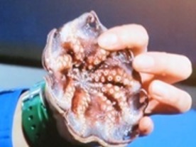 ダイオウグソクムシと同じ“食べない深海生物”--ニコニコ超会議3