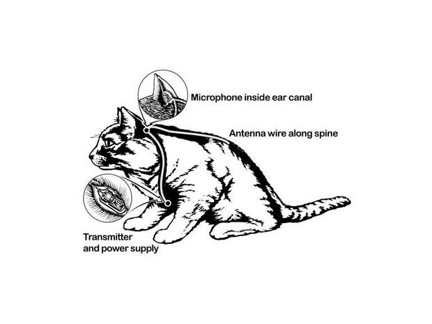　CIAは諜報活動の手段として、さまざまな動物を徹底的に研究した。その一例が「Acoustic Kitty」（聴音猫）だ。Acoustic Kittyの役割はほぼその名前の通りで、猫に電池とマイクを埋め込み、しっぽにアンテナを取り付ける。猫が猫らしく陽気に歩き回っているときに、マイクで音声を拾ってCIAに送信するというものだ。最初のミッションは、旧ソ連の建物の近くにある公園で、2人の男性の会話を盗聴することだった。しかし、Acoustic Kittyを装着した猫を放すと、道路を渡ろうとして、走行中のタクシーにはねられて死亡してしまった。このプロジェクトに投じられた費用は、推計2500万ドルだ。
