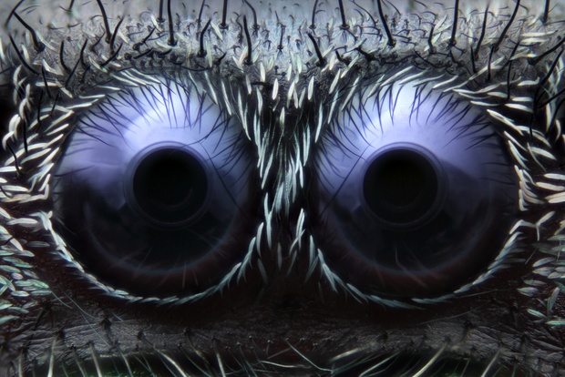 第3位：光を反射したハエトリグモの目