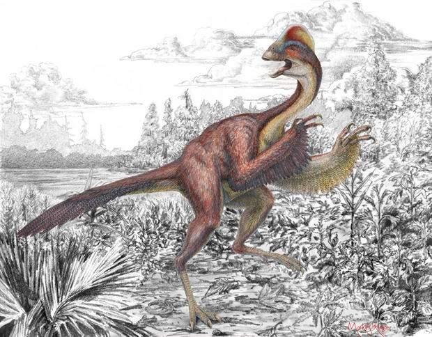 地獄から来たニワトリ

学名：Anzu wyliei

　米CNETでは「Hellchook」（地獄のニワトリ）の愛称で親しまれるこの卵泥棒の発見は、カエナグナシダエの研究における素晴らしい出来事だった。カエナグナシダエはオヴィラプトロサウルス（卵を食べる恐竜としても知られる）の一種である。

　これらの6600万年前の骨格の一部がノースダコタ州とサウスダコタ州で発見されるまで、Anzu wylieiについて詳しいことはほとんど分かっていなかった。それまでに発見された化石は小片や破片がほとんどで、多くの情報を得ることができなかったからだ。

　今回の発見により、Hellchook（Anzu wyliei）は鼻から尾の先端までの長さが3.5m、体重が約225kgだったことが分かった。身体は羽毛で覆われており、頭の骨は隆起していた。かぎ爪は非常に鋭利だった。

