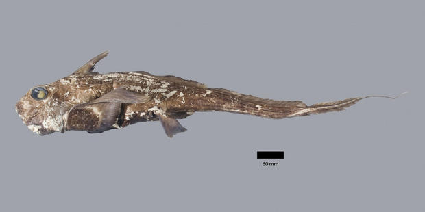 新種の魚

　これはニュージーランドで発見されたギンザメの新種で、Chimaera carophilaと呼ばれる。カリフォルニア科学アカデミーが2014年12月、世界に発表した。
