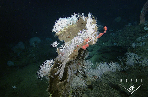 殺傷能力を持つ海綿動物

　この低木のような海綿動物は、モントレー湾水族館研究所が2014年4月に発表した。小さな海洋生物を罠にかけた後、数日かけて消化する。
