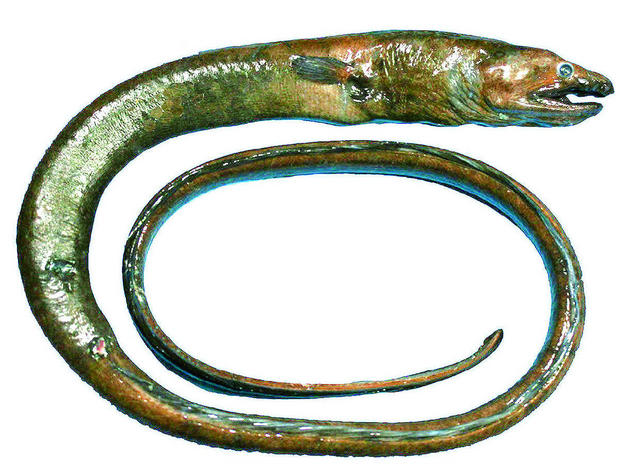 巨大ウミヘビ

　2014年に正式に発表されたこのウミヘビ（Pylorobranchus hearstorum）は全長50インチ（約127cm）で、同種の中で最長だ。他の既知のウミヘビの約2倍の長さである。