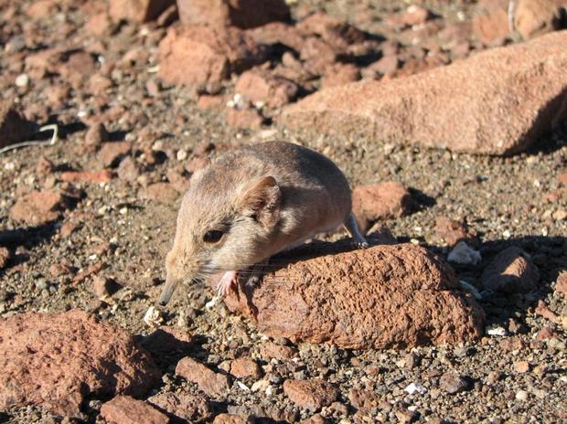 非常に小型のセンギ

　このナミビアの比較的小さなハネジネズミ（Macroscelides micus）も2014年に登録された。1年間に発見される哺乳類の新種は10種類程度だ。
