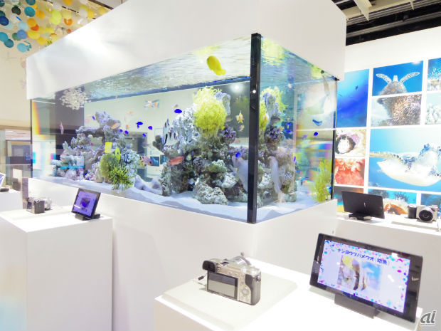 　ソニーの最新モデルが展示されているショールームでは、デジタルカメラ「α6000」などを使って、水槽内の魚を撮影できる。