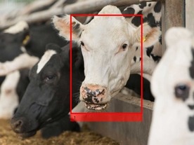 乳牛を顔認識して個別管理するシステム--牛乳の生産量や健康状態を分析