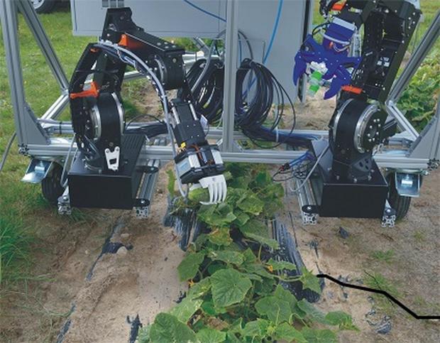 ロボット菜園「Catch」

　Catchは菜園である。いや、ロボットだ。実際には、その両方である。キュウリが植えられたこの菜園も、特殊な人工グリッパー（把持部）を備えたロボットを使用する、精巧な収穫システムの1要素だ。人工グリッパーがキュウリを茎からやさしくもぎ取る。2台のカメラを使用するこのシステムは、未来の人工的な収穫ソリューションの手本になるかもしれない。