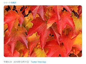 Twitter、投稿した一部JPEG画像を劣化させず表示可能に--ウェブからアップロードで