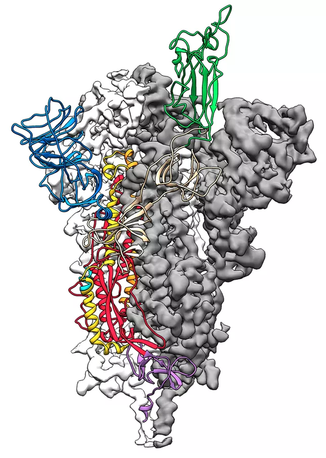 新型コロナウイルスの分子構造