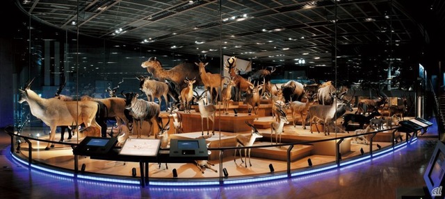 国立科学博物館 地球館３階展示室「大地を駆ける生命」。ヨシモト氏が寄贈した約400点の「ヨシモトコレクション」の一部が展示されている。