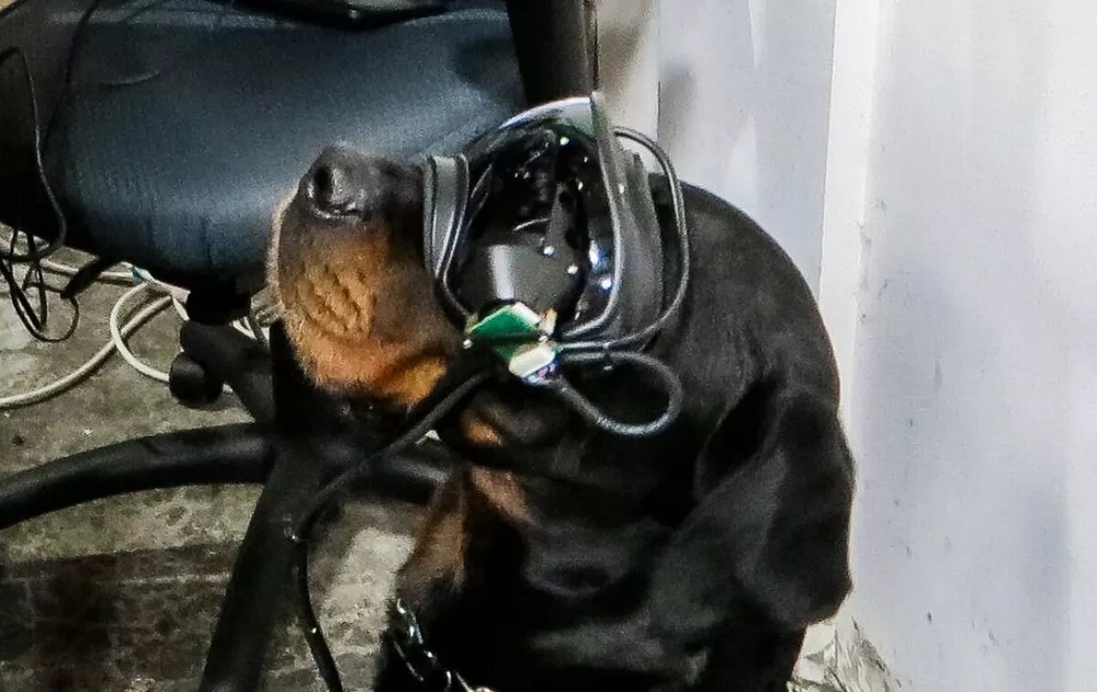The AR goggles are designed to fit each military working dog
