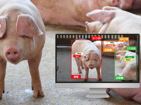 Eco-Pork、アニマルウェルフェアに対応した繁殖豚管理AI技術を開発