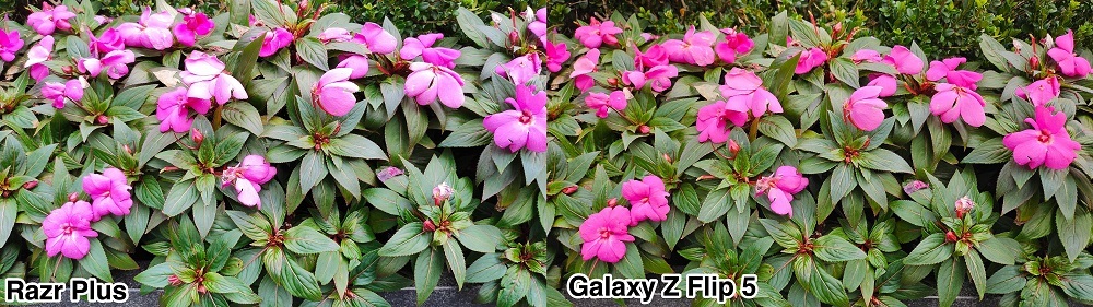 同じピンク色の花をrazr+とGalaxy Z Flip5で撮影した2枚の写真