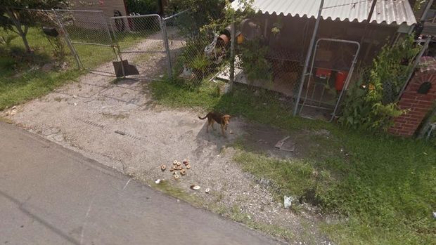 いただきまーす

　ヒューストンで撮影されたこの犬は、捨てられたベーグルにありついている。