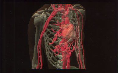 骨格系、心血管系、内臓系などから成る数百のパーツによって全身が構成されており、心臓の拍動や骨格の動きといった時間軸に沿ったデータも含まれている。