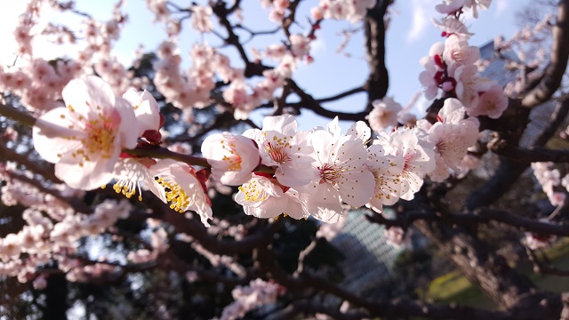 Eixfデータ(Galaxy S6 edgeで撮影):F1.9 1/1000 +0.7 ISO 40 WB/昼光、カメラモード/プロモード(拡大画像:約2Mバイト)
