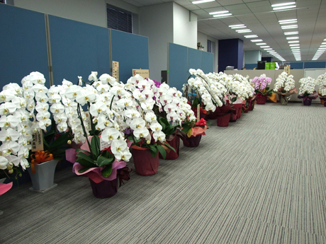 　会議スペースから執務スペースへの通路には、移転祝いの花の数々が置かれていました。
