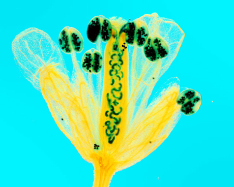 　エストニアのタリン工科大学のHeiti Paves氏は、自花受粉中のシロイヌナズナを、花粉と子房を青色に染色して撮影した。この写真も写真部門の特別賞を受賞した。
