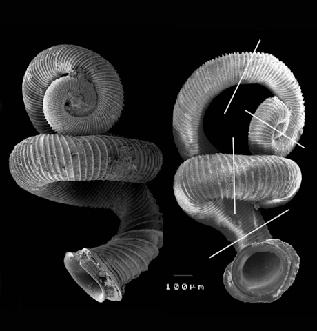 　Opisthostoma vermiculumの貝殻。マレーシアの石灰岩カルスト地形で発見。

　「この種は、貝殻のねじれにおいて、独特な形態学的進化を示している。ほとんどの腹足類の貝殻は、対数らせんに従ってしっかり巻かれ、3本の巻き軸の上限を持つ」と、ASUのサイトは述べている。「しかし、O.vermiculumの貝殻は、4本の異なる巻き軸を持っている」
