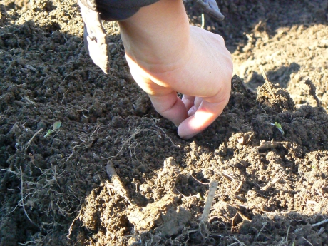 　種のまき方には、「点まき」と「筋まき」がある。点まきは、一定間隔を空けて、土に穴をあけ、そこに種を入れていく方法。大根は点まきでまいた。