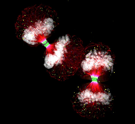 　100倍に拡大されたAurora B-EGFP（緑色）を発現するTelophase HeLa（癌）細胞。Paul D. Andrews氏が撮影。