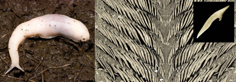 　Ghost Slug（Selenochlamys ysbryda）はウェールズで発見。右の画像は、歯を示している。