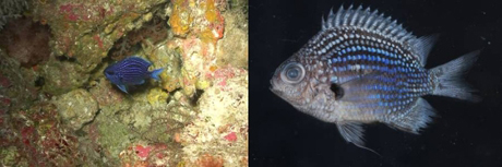 　Deep Blue Chromis（Chromis abyssus）は、太平洋のパラオ諸島のサンゴ礁で発見。