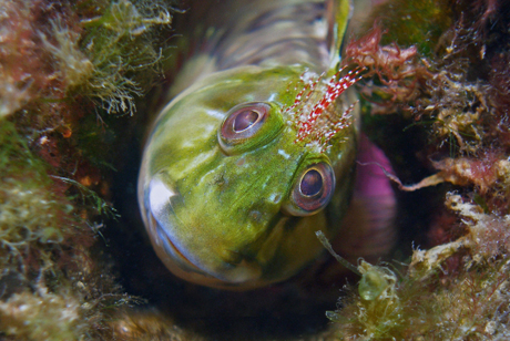 　カムトースブレティと呼ばれるこの小さい魚は、家庭の水槽でもよく見かけるが、フロリダのLake Worth Lagoonで撮影。写真家のJudy Townsendさんは、マクロ部門で3位を獲得。