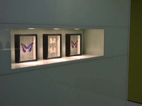 美しいモルフォ蝶の標本が飾られたエントランスのディスプレイ。同社の社名には、このモルフォ蝶と「morphing」と「photo」という2つの単語を併せた造語が由来となっている。