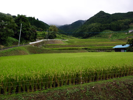　波佐見町鬼木地区にある棚田は「日本の棚田100選」に認定されており、美しい風景が広がっている。