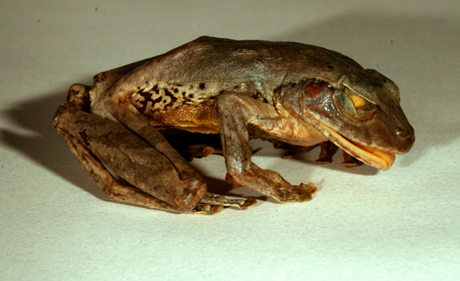 　Philautus maiaは1860年頃に収集された博物館の標本から発見された。スリランカに生息するが、今ではほぼ絶滅したと考えられている。