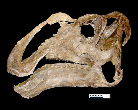 　Gryposaurus monumentensisは、Alf Museumのチームによって発見された。Alf Museumは、高校のキャンパス内に設置されている米国唯一の公認古生物博物館だ。Gryposaurus monumentensisは7500年前に生息していたカモノハシ恐竜。この化石はこれまでに発見された化石の中で最も原形を保っている化石の1つだ。