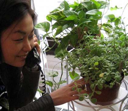 　ニューヨーク大学の大学院生たちが開発したのは、植物の思いを人間に伝えるシステム「Botanicalls」。土に配置されたモイスチャーセンサーが無線でゲートウェイに情報を送信。ゲートウェイは信号を受け取ると、必要に応じて植物への水やりの過不足を電話で知らせてくれる。