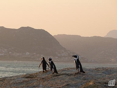 　南アフリカのボルダーズビーチ。アフリカペンギンが数多く生息し、隣接するビーチではペンギンと一緒に泳ぐことも可能。