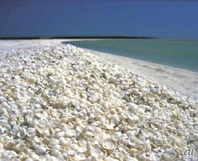 　世界遺産にも登録されている西オーストラリアのシャークベイにあるシェルビーチ。その名の通り、小さな貝殻でできたビーチとなっている。