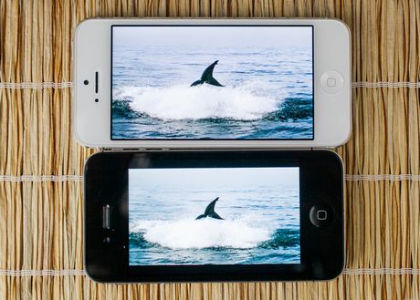 　iPhone 5で動画を見るのは、iPhone 4Sで見るよりもはるかに優れた体験となる。この写真では、HD版の「プラネットアース」がスクリーン全体に表示されている。iPhone 4S（下の写真）では、レターボックスの効果のため、映像は縮小されている。

　これは同時に、iPhone 5の前面にある「FaceTime」カメラが、スピーカーの上でその目を光らせているのが分かる、良い写真だ。